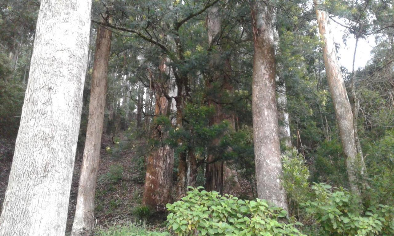 Apartamento Woods Hut Nuwara Eliya Exterior foto